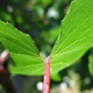 Meet your Posher, Sean